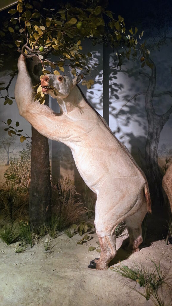 Bazel - šta videti: Prirodnjački muzej