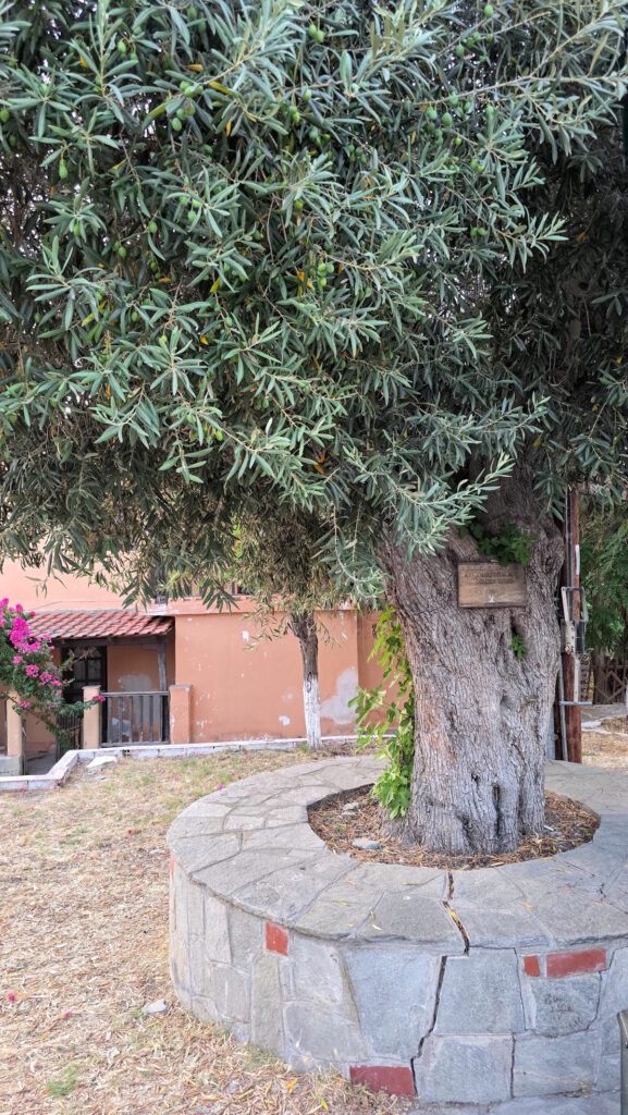Najstarije drvo masline na ostrvu
