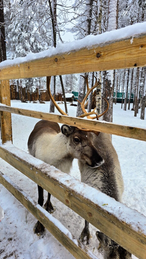 Irvasi, Deda Mrazovo selo 