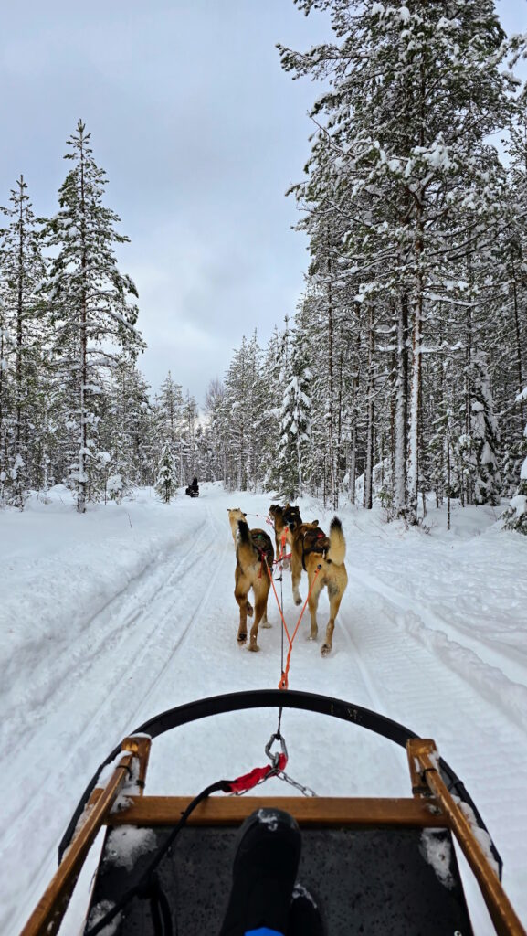 haski safari Laponija